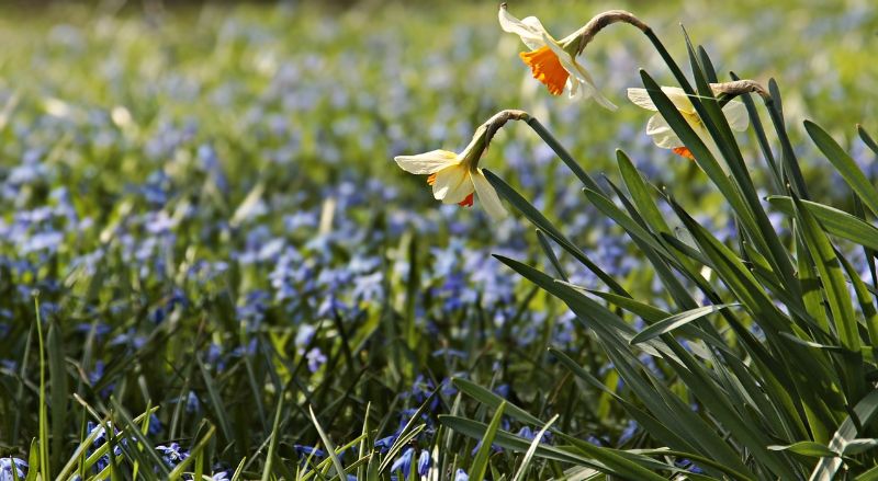 爪木崎の水仙22年の見頃と開花状況は 混雑を回避するには 年末年始ナビ